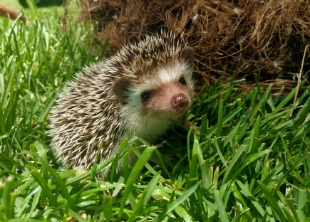 20190530/57bfb789284d48e7c0a5a52494d2f432.png 57bfb789284d48e7c0a5a52494d2f432.png