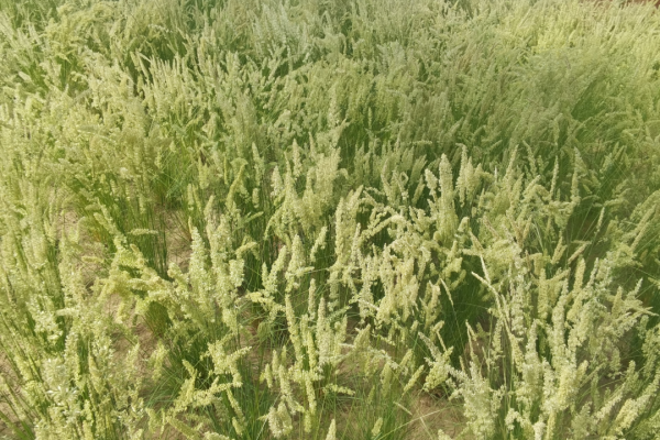 20230515/fac07c0e5efb01e45064462b37b492f0.png fac07c0e5efb01e45064462b37b492f0.png