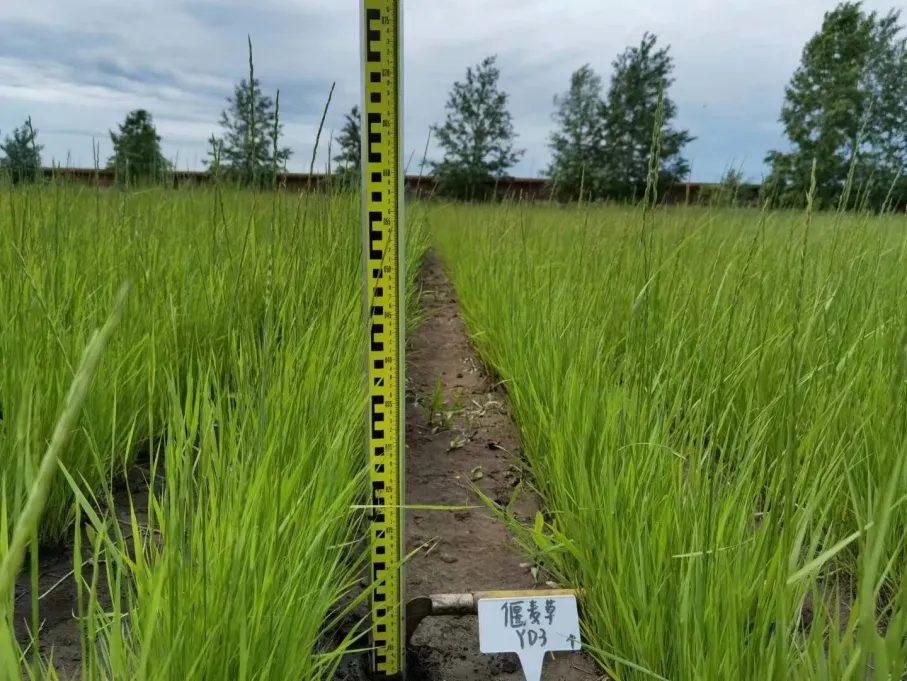 20250908/64c5d324766b27fd5c0eec469466b098.jpg 20250908/64c5d324766b27fd5c0eec469466b098.jpg