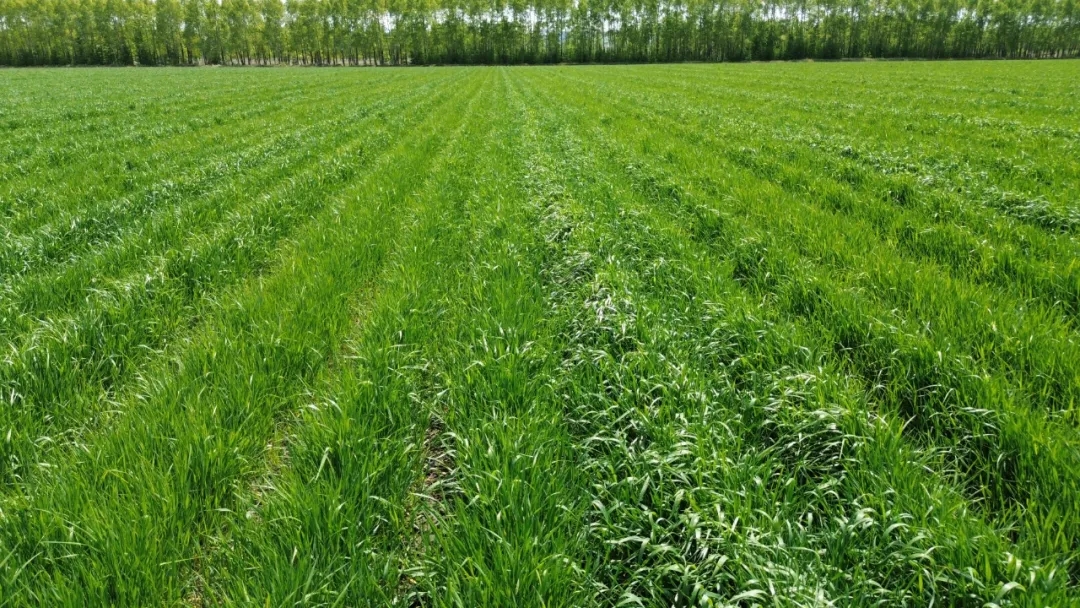 20250908/fd51b6bbc1580eb06c14d7bea6e6b75a.jpg 20250908/fd51b6bbc1580eb06c14d7bea6e6b75a.jpg